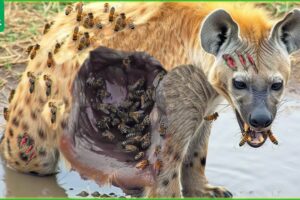 30 Tragic Moments! Injured Hyena Fighting Vs Wild Animals  | Animal Fight
