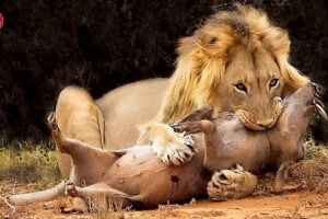 30 Tragic Moments! Lion Fights With Playful Boar | Animal Fight