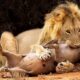 30 Tragic Moments! Lion Fights With Playful Boar | Animal Fight