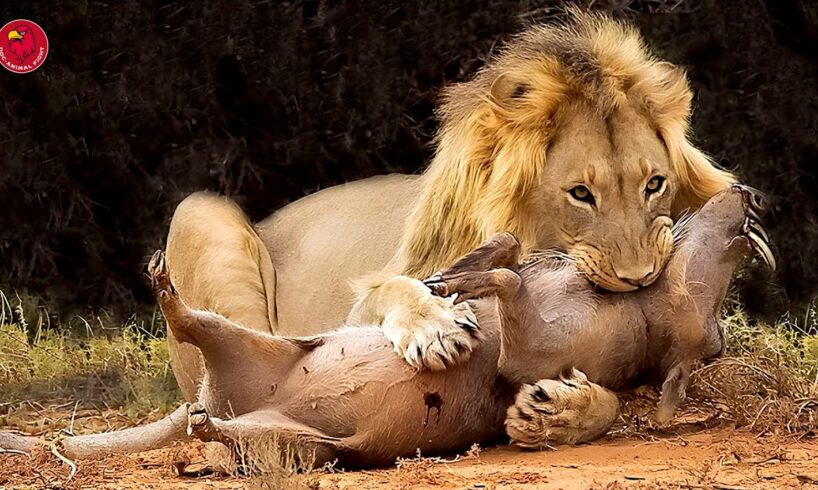 30 Tragic Moments! Lion Fights With Playful Boar | Animal Fight