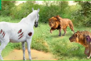 30 Tragic Moments! Wild Horse Vs Lion Fight | Animal Fight