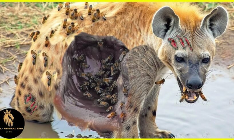 35 Tragic Moments! Injured Hyena Fighting Vs Wild Animals | Animal Attack