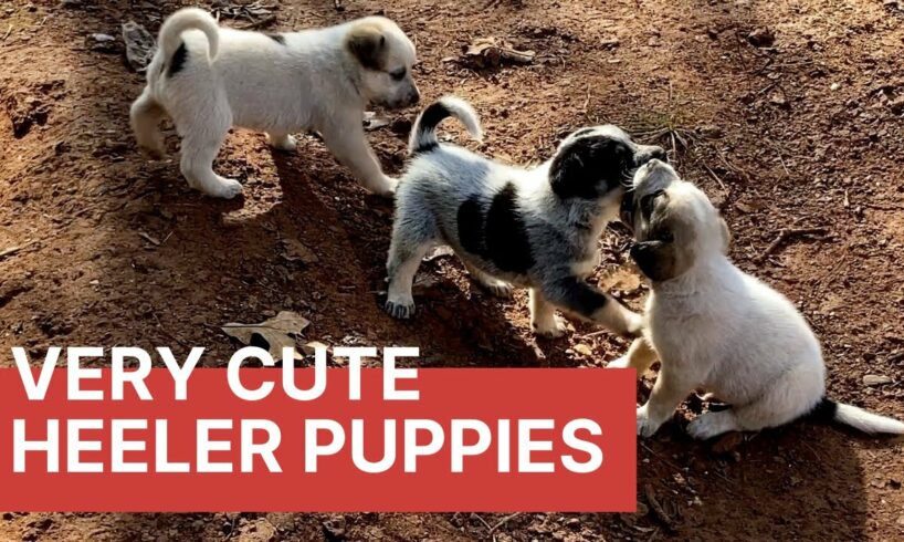 4-weeks Old Blue and Red Heeler Puppies, an Update | Cute Puppies