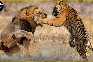 45 Incredible Animal Fight Moments Caught On Camera | Animals Fight