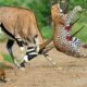 45 Tragic Moments! Oryx's Terrifying Counterattack Against Cheetah's Hunt | Animal Attack