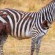 45 Tragic Moments! Zebra Miraculously Escaped Death Before Ferocious Predator | Animal Attack