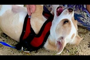 4K Puppies The cutest puppy in the world 🌎