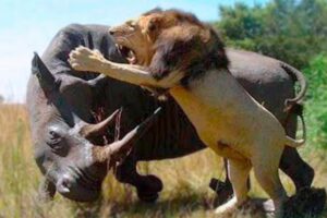 50 CRAZIEST ANIMAL FIGHTS CAUGHT ON CAMERA