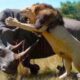 50 CRAZIEST ANIMAL FIGHTS CAUGHT ON CAMERA