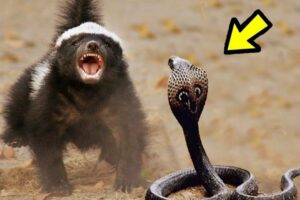 50 CRAZIEST ANIMAL FIGHTS YOU SHOULD WATCH