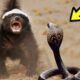 50 CRAZIEST ANIMAL FIGHTS YOU SHOULD WATCH