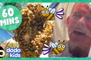 60 Minutes Of Honeybees And Other Buzzy, Scaly, Slithering Animals! | Dodo Kids | Animal Videos