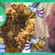 60 Minutes Of Honeybees And Other Buzzy, Scaly, Slithering Animals! | Dodo Kids | Animal Videos
