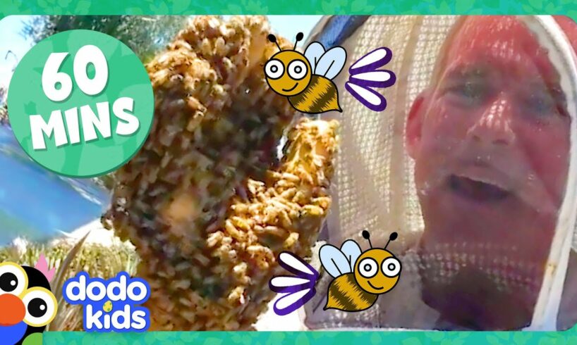 60 Minutes Of Honeybees And Other Buzzy, Scaly, Slithering Animals! | Dodo Kids | Animal Videos