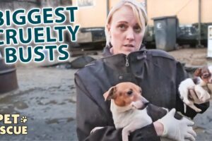 70+ Dogs Rescued From One Abuser?! These Cruelty Cases Will Leave You Speechless!