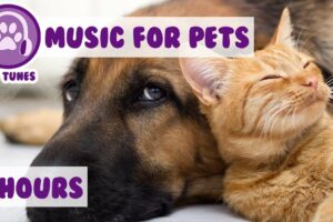 8 HOURS OF PET MUSIC! Relaxing Music to Soothe and Comfort Pets and Help Calm and Reduce Anxiety! 🐹