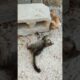 @GSD483bruce//😂//#cute cat playing #cat #funny #cute #funnycat #animal #pets #cutecat #catshorts