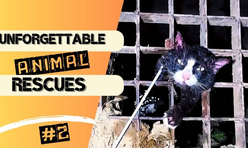 A Leap to Freedom - Unforgettable Animal Rescues #shorts #fyp #viral