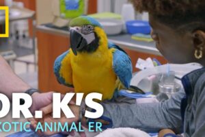A Rescued Macaw Gets a Check-Up | Dr. K's Exotic Animal ER