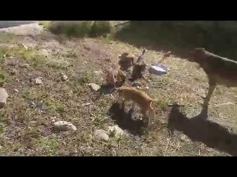 A Stray Mother with 7 Puppies Abandoned next to the road! - Takis Shelter