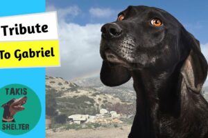 A Tribute to Gabriel: An Old Stray Dog Who Stole Our Hearts - Takis Shelter