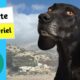 A Tribute to Gabriel: An Old Stray Dog Who Stole Our Hearts - Takis Shelter