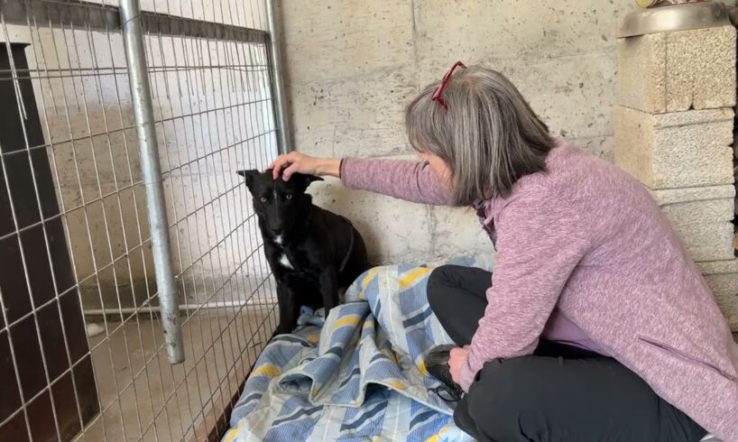 A lovely lady traveled from Switzerland to volunteer and help River - Takis Shelter