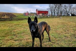 ALL MY ANIMALS! _ Small Homestead Tour // Whitt Acres