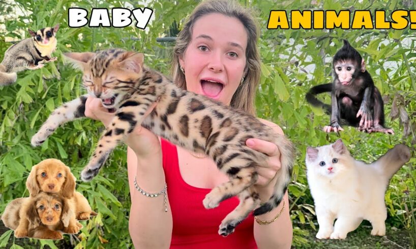 ALL MY BABY ANIMALS IN ONE VIDEO!
