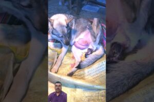 AMAZING DOG BIRTH!!! #shorts #shortfeed #dog #amazing #cute #puppies #shortvideo