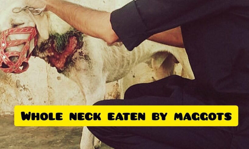 Abandoned pet labrador dog on streets | Dog with neck eaten by maggots (worm) |Animal Rescue Videos