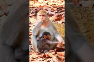 Adorable Baby Monkey Trying To Share Food From Mom #monkey #cutemonkey #animals