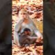 Adorable Baby Monkey Trying To Share Food From Mom #monkey #cutemonkey #animals