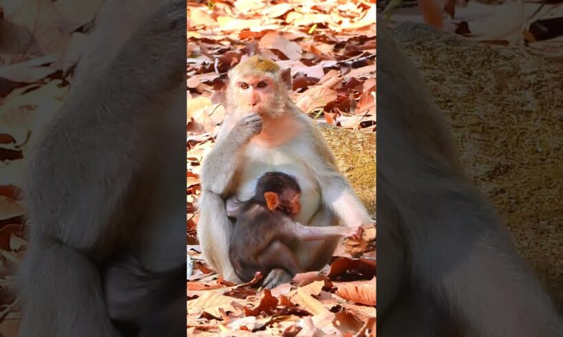 Adorable Baby Monkey Trying To Share Food From Mom #monkey #cutemonkey #animals