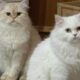 Adorable Fluffy Persian Cats Playing Games ! Best Animals video ! Cute Kittens Video ! Best video