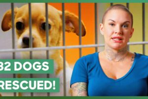 Amanda Rescues 32 Dogs!  | Amanda To The Rescue