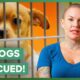 Amanda Rescues 32 Dogs!  | Amanda To The Rescue