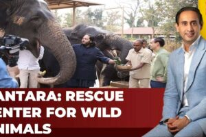 Anant Ambani Launched Wildlife Rescue Centre Vantara: A Haven for Rescued Wild Animals | India Today