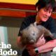 Angry Rescued Wombat Finally Lets Her Foster Mom Hold Her | The Dodo