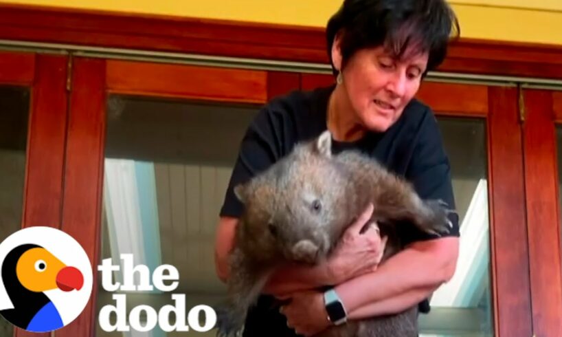 Angry Rescued Wombat Finally Lets Her Foster Mom Hold Her | The Dodo