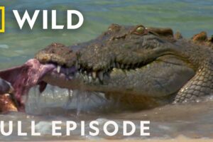 Animal Fight Night: When Sharks and Crocodiles Go Head to Head (Full Episode) | Dangerous Encounters