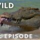 Animal Fight Night: When Sharks and Crocodiles Go Head to Head (Full Episode) | Dangerous Encounters