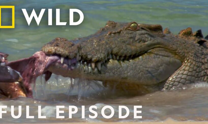 Animal Fight Night: When Sharks and Crocodiles Go Head to Head (Full Episode) | Dangerous Encounters