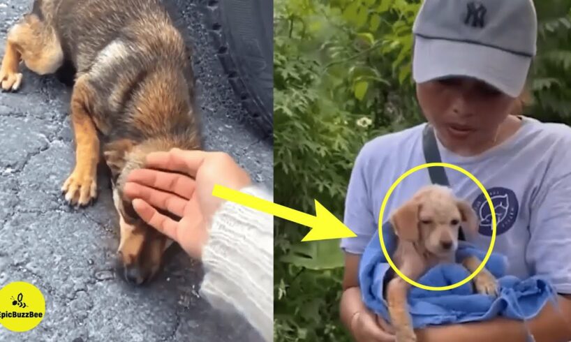 Animals Asking Humans For Help & Affection: Heartwarming Dog Rescues That Went Viral!