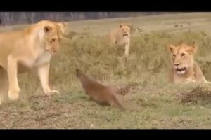 Animals fighting each others || dangerous animal fight || Animal simplest video...more....