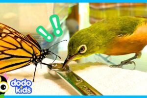 Anything Can Happen When You Live In A House Full Of Birds | Animal Videos For Kids | Dodo Kids