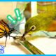 Anything Can Happen When You Live In A House Full Of Birds | Animal Videos For Kids | Dodo Kids