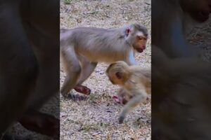 Ashley GM Channel Daily Monkey Video #Shorts  #Animal #Monkey