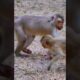 Ashley GM Channel Daily Monkey Video #Shorts  #Animal #Monkey