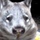 Australian couple goes on vacation, returns home with wombats